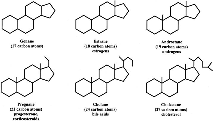 Cycle for Anabolic Steroids